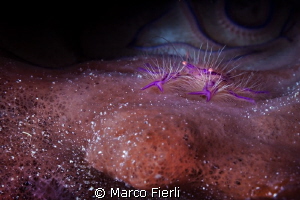 hairy squat lobster by Marco Fierli 